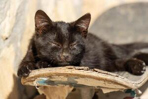 Photo of an adorable cute baby cat relaxing on a skateboard