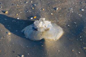 Close up photo of big jelly fish washed up on the sea shore