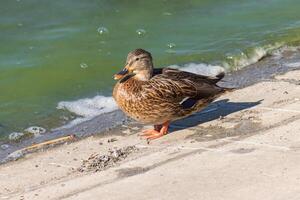 cerca arriba foto de un salvaje Pato relajante por el lago