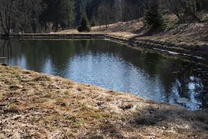 Photo Lake in the forest