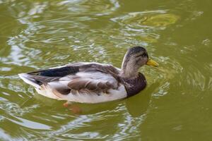 Close up photo of a wild duck swimming in a lake