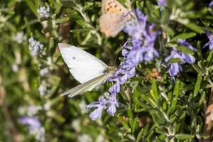 Macro photo of a white butterfly drinking nectar from a flower