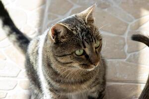 Close up photo of an adorable cute cat relaxing