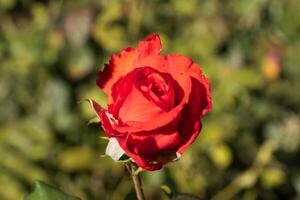 Macro photo of a fiery red rose