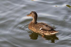 Close up photo of a wild duck swimming in a lake