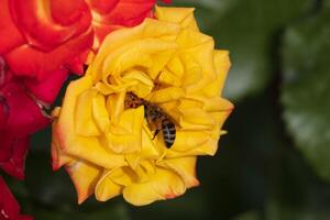 Macro photo of a bee gathering pollen