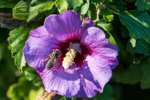 Macro photo of a bee gathering pollen from a wild flower