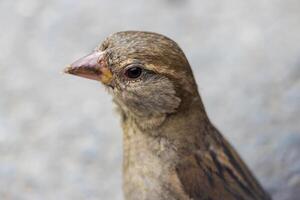 Macro photo of a adorable cute sparrow