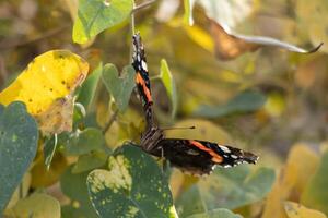 Macro photo of a beautiful red admiral butterfly