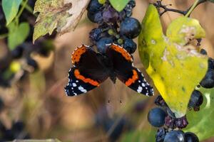 Macro photo of a beautiful red admiral butterfly