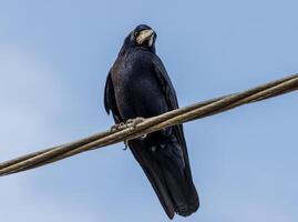 cerca arriba foto de un negro cuervo emplazamiento en un Línea eléctrica
