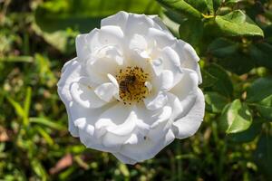 Macro photo of a bee on a white flower