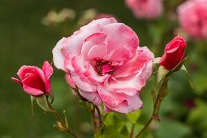 Close up photo of a red rose with blooming flower bulbs