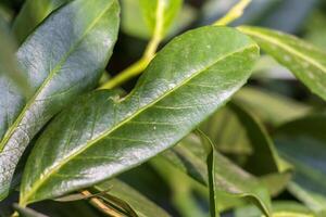 Macro photo of a leaf with beautiful abstract pattern