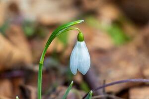 Macro photo of a single snowdrop flower