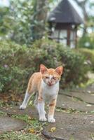 stray orange cat on the park street photo