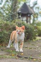 stray orange cat on the park street photo