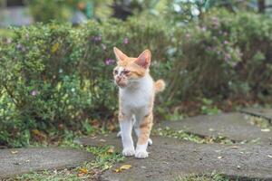 stray orange cat on the park street photo