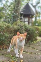 stray orange cat on the park street photo