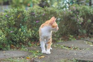 stray orange cat on the park street photo