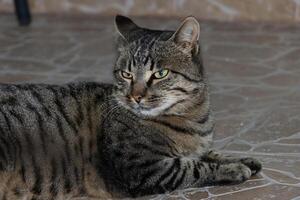 Close-up photo of an adorable cute cat