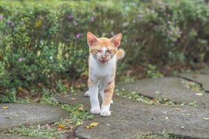 stray orange cat on the park street photo