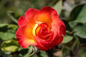 Macro photo of a vibrant red rose