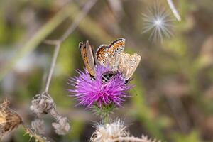 macro foto de mariposas en un púrpura flor