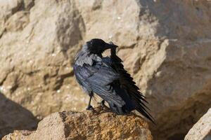 Close up photo of a hooded crow siting on a stone rock