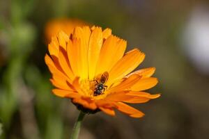 Macro photo of a bee gathering pollen from orange flower