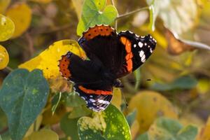 Macro photo of a beautiful red admiral butterfly