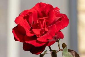 Macro photo of a vibrant red rose