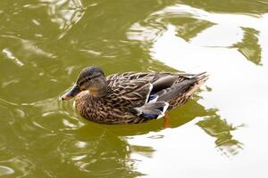 Close up photo of a wild duck swimming in a lake