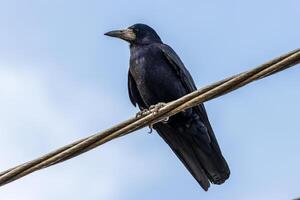 Close up photo of a black crow siting on a powerline