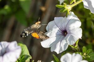 Macro photo of a king moth drinking nectar from flowers