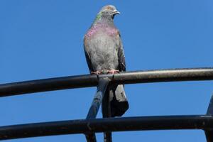 Close up photo of a a beautiful vibrant city pigeon