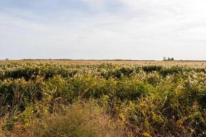 paisaje fotos desde el naturaleza reserva de jurilovca comuna en tulcea, Rumania