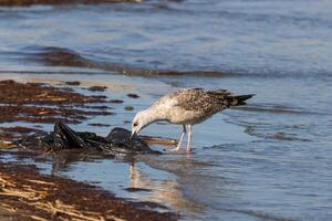 Photo of a seagull relaxing by the sea shore