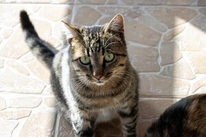 Close up photo of an adorable cat