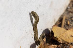 Close-up photo of a snake crawling on the sidewalk