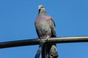 Close up photo of a a beautiful vibrant city pigeon