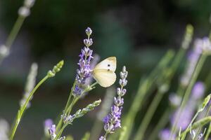 Macro photo of a butterfly drinking nectar from a flower