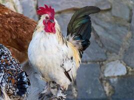 Close up photo of a majestic rooster