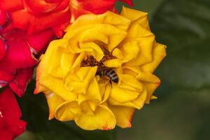 Macro photo of a a bee gathering pollen a flower