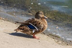 cerca arriba foto de un salvaje Pato relajante por el lago