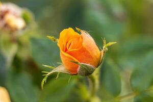 Macro photo of a blooming yellow rose