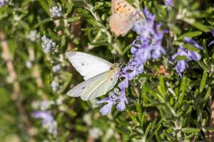 Macro photo of a white butterfly drinking nectar from a flower