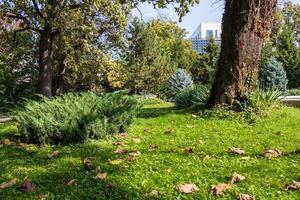 Landscape photo of beautiful green foliage taken in the park