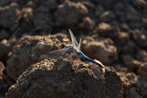 Close up photo of a blue dragonfly siting on a rock