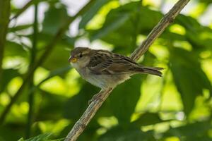 Close up photo of a little sparrow siting on a branch